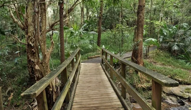Wooden footbridge on a forest trail