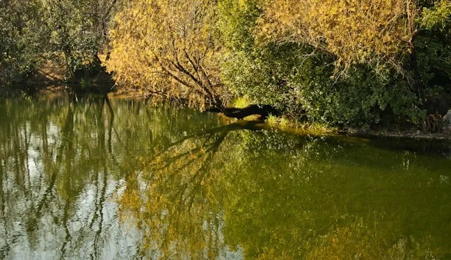 Tree-lined lake shoreline