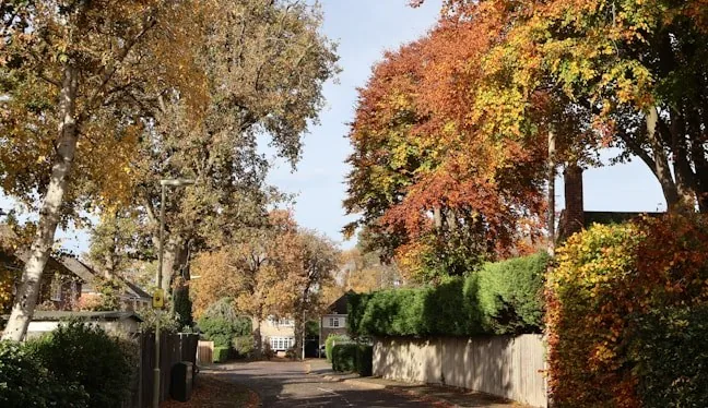 Tree-lined neighborhood street in autumn