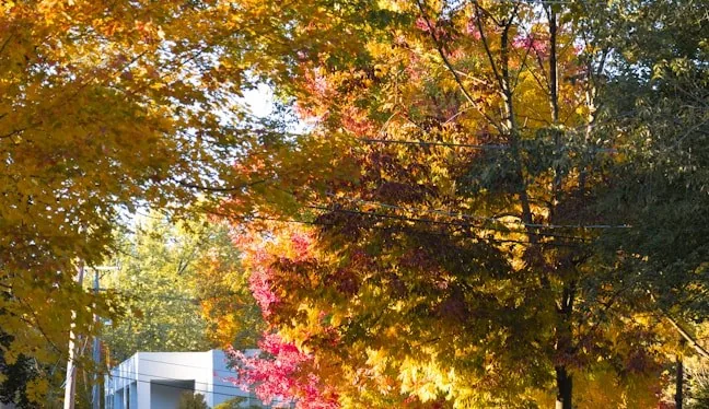 Autumn trees over a neighborhood street