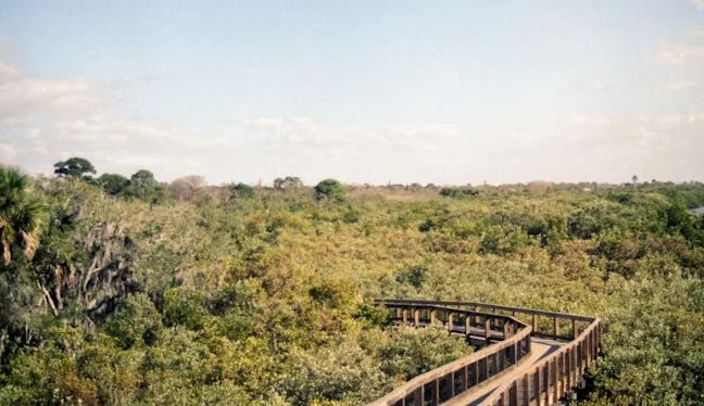Boardwalk winding through wetland treetops